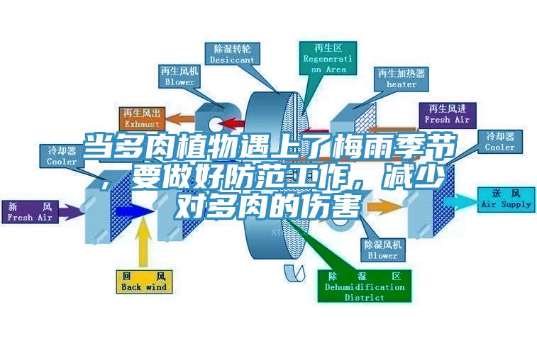 當多肉植物遇上了梅雨季節,要做好防范工作,減少對多肉的傷害