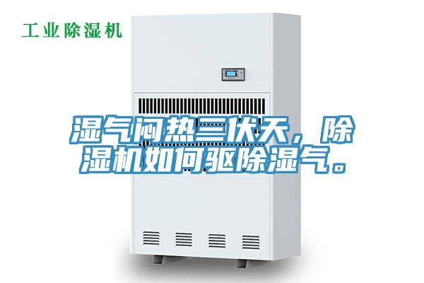 濕氣悶熱三伏天，除濕機如何驅除濕氣。