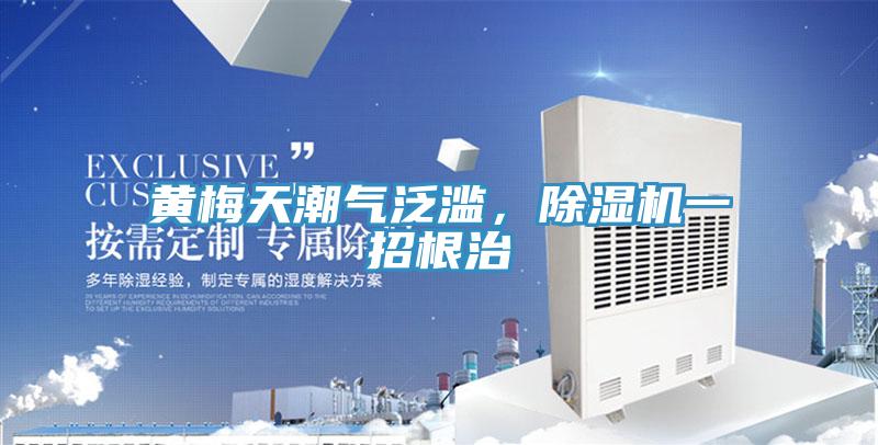 黃梅天潮氣泛濫，除濕機一招根治